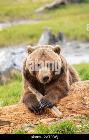 Grizzly bear sow (Ursus arctos horribilis) looks at camera as it plays with a stick, Alaska Wildlife Conservation Center, South-central Alaska