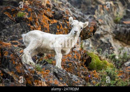 Dall sheep lamb (Ovis dalli) stands looking at the camera in the rocky Windy Point area of the Chugach Mountains, South of Anchorage Stock Photo