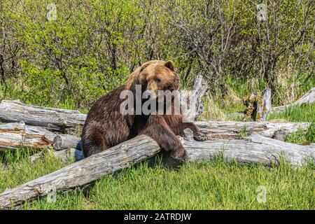 Brown bear boar (Ursus arctos) looking at camera while resting over a log, Alaska Wildlife Conservation Center, South-central Alaska Stock Photo