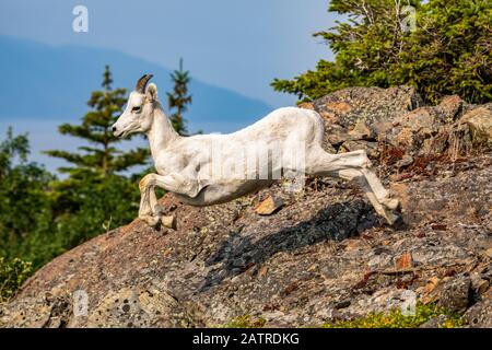 A Dall sheep ewe (Ovis dalli) runs along the rocky cliffs to catch up with other sheep. In the background are the waters of Turnagain Arm, South-ce... Stock Photo