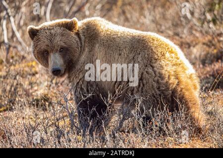 A roaming grizzly bear (Ursus arctos horribilis) pauses to look at the camera while feeding on the tundra in Denali National Park and Preserve in I... Stock Photo