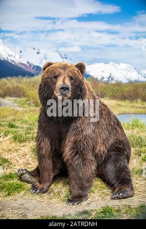 Brown bear sow (Ursus arctos) sitting on grass looking at the camera, Alaska Wildlife Conservation Center, South-central Alaska