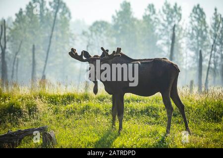 Bull moose (Alces alces) with antlers in velvet, Alaska Wildlife Conservation Center, South-central Alaska; Portage, Alaska, United States of America Stock Photo