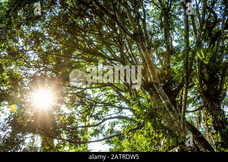 Swamp vegetation with sunburst through the trees, Bigodi Wetland Sanctuary, near Kibale Forest; Western Region, Uganda Stock Photo