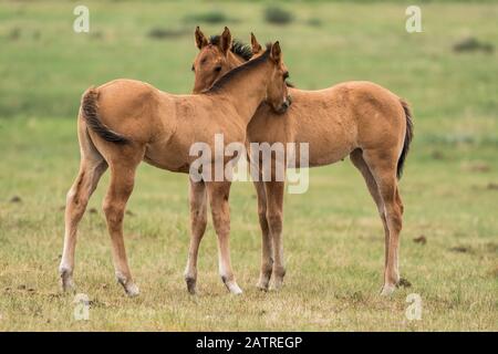 Two horses (Equus ferus caballus) standing side by side with necks touching to show affection; Saskatchewan, Canada Stock Photo