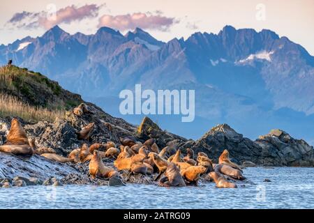 Sea lions leaving the water for shore along the coast of Alaska with a rugged mountain range in the background; Alaska, United States of America Stock Photo