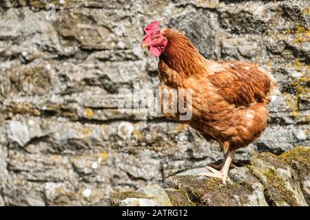 Lohmann Brown Chicken; Hexham, Northumberland, England Stock Photo