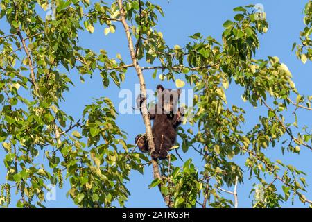 A black bear (Ursus americanus) cub hanging onto a branch at the top of a tree against a blue sky; Alaska, United States of America Stock Photo