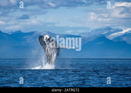 Humpback whale (Megaptera novaeangliae) leaping out of the water of Inside Passage in the Lynn Canal; Alaska, United States of America Stock Photo