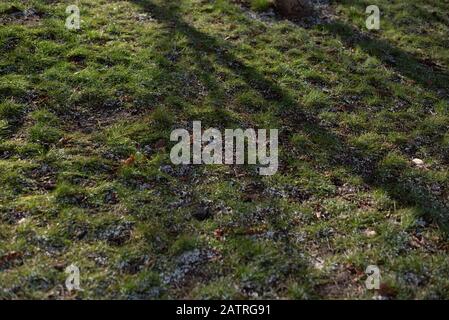 Tree shadow on short green grass in spring or in winter. Background grass and granules of snow. Snow on the green grass. Nature in the winter. Shadows Stock Photo