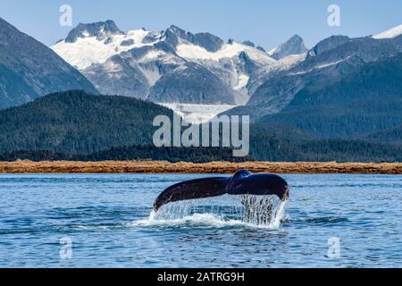 Humpback whale (Megaptera novaeangliae) lifts it's fluke as it feeds in Lynn Canal, with Herbert Glacier and Coast Range in the background Stock Photo
