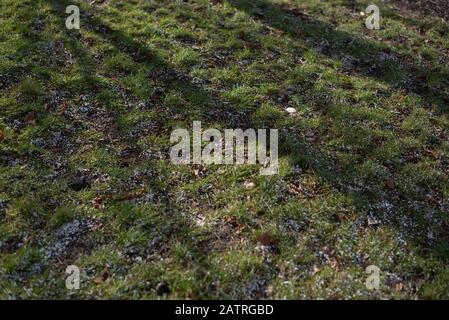 Tree shadow on short green grass in spring or in winter. Background grass and granules of snow. Snow on the green grass. Nature in the winter. Shadows Stock Photo