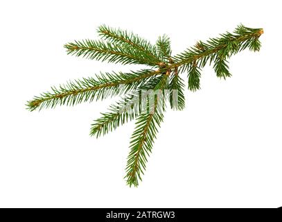 Fir tree branch isolated on white background. Pine branch. Christmas fir. Stock Photo