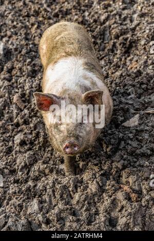 Dirty pig standing in mud and looking up at the camera; Northumberland, England Stock Photo