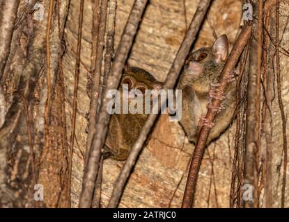 Spectral tarsier (Tarsius spectrum),Tangkoko Batuangus Nature Reserve; North Sulawesi, Indonesia Stock Photo