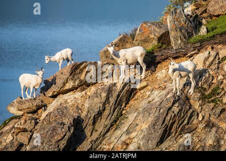 With Turnagain Arm in the background, Dall sheep ewes and lamb (Ovis dalli) graze around in the rocky terrain of the Windy Point area which is near... Stock Photo