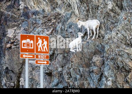 Dall sheep ewe and lamb (Ovis dalli) in the Chugach Mountains South of Anchorage, Alaska in South-central Alaska. Sheep are near McHugh Creek which... Stock Photo