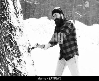 Handsome man or lumberjack, bearded hipster, with beard and moustache in red checkered shirt cuts tree, with axe in snowy forest on winter day outdoors on natural background Stock Photo