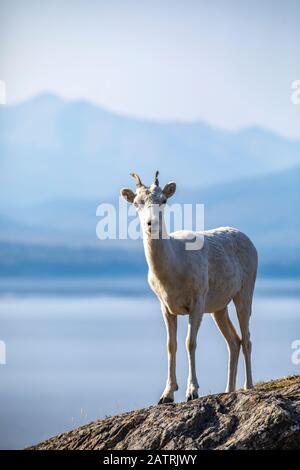 Dall Sheep ewe (Ovis dalli) stands on a rocky ledge overlooking the waters of Turnagain Arm South of Anchorage, Alaska in South-central Stock Photo