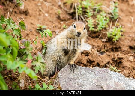 An Arctic Ground Squirrel (Urocitellus parryii) pauses from feeding in late summer to look at the camera in the Hatcher Pass area near Palmer, Sout... Stock Photo