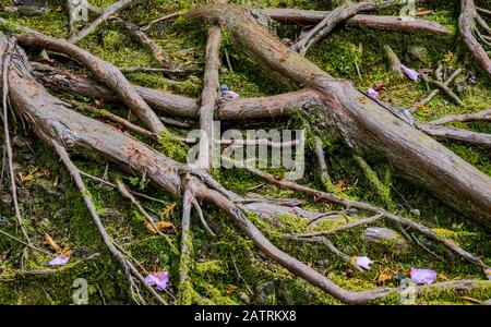 twisted tree roots, Honen-in Temple, Kyoto, Japan Stock Photo