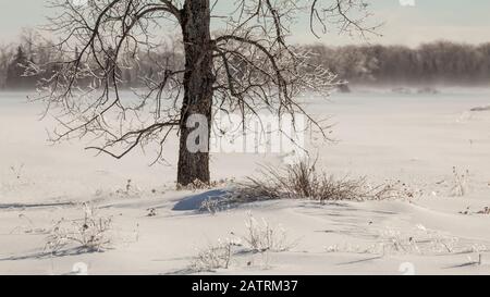 Ice-covered tree in a snow-covered field with ice fog; Sault St. Marie, Michigan, United States of America Stock Photo
