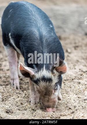 Pig on a farm feeding on the ground; Armstrong, British Columbia, Canada Stock Photo