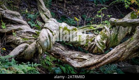 twisted tree roots, Honen-in Temple, Kyoto, Japan Stock Photo