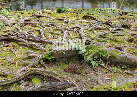 twisted tree roots, Honen-in Temple, Kyoto, Japan Stock Photo