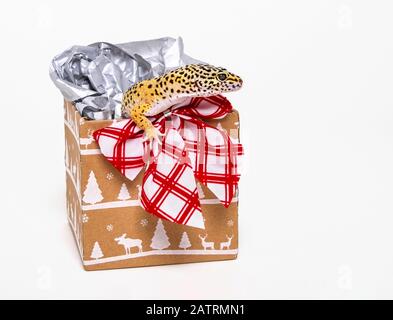 Surprise Christmas gift, a leopard gecko (Eublepharis macularius) in a Christmas gift box with bow; Studio Stock Photo