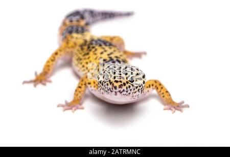 Leopard gecko (Eublepharis macularius) on a white background; Studio