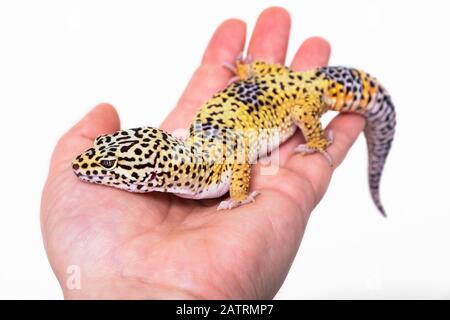 Leopard gecko (Eublepharis macularius) being held by owner on a white background; Studio Stock Photo