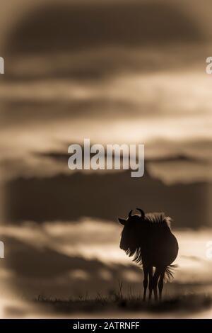 A blue wildebeest (Connochaetes taurinus) on the horizon is silhouetted against a yellow and black sky at sunset. Its horns are visible in outline,... Stock Photo