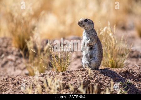 Round-tailed Ground Squirrel (Xerospermophilus tereticadus) standing at its burrow entrance; Casa Grande, Arizona, United States of America Stock Photo