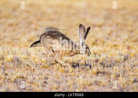 Black-tailed Jackrabbit (Lupus californicus) hopping through an open field; Casa Grande, Arizona, United States of America Stock Photo