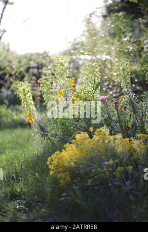 Symphytum officinale after rain an a cloudy day Stock Photo