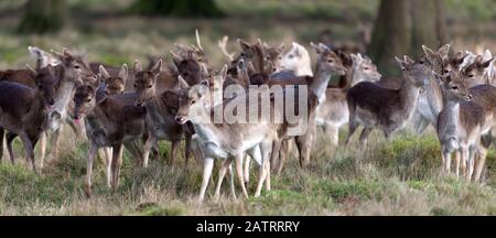 fallow deer in open glade Stock Photo
