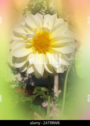 Dahlia with creamy white petals. Dahlia cactus white  flower Stock Photo