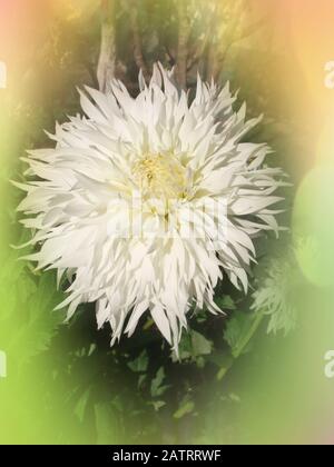 Dahlia with creamy white petals. Dahlia cactus white  flower Stock Photo