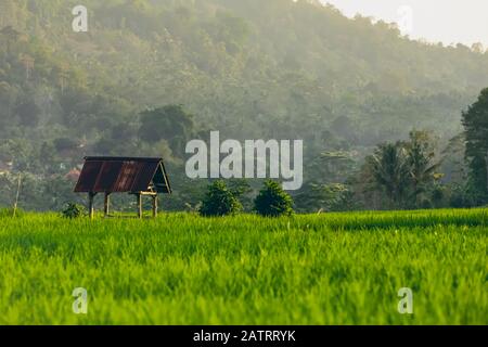 Sunset at Sideman Rice Terraces; Bali, Indonesia