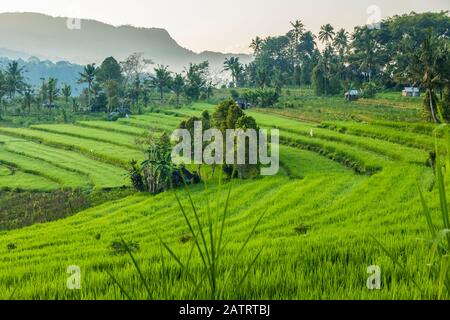 Sunrise at Sideman Rice Terraces; Bali, Indonesia Stock Photo