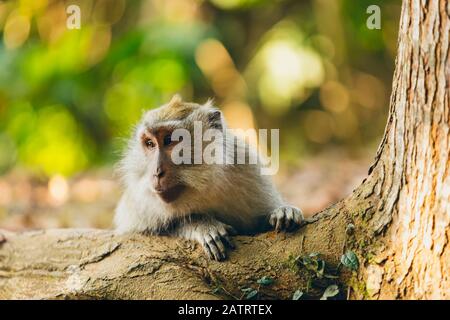 Balinese long-tailed Monkey (Macaca fascicularis), Ubud Monkey Forest; Bali, Indonesia Stock Photo