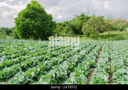 Otaheite Apple Tree In Cabbage Garden Stock Photo