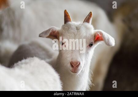 White goats in barn. Domestic goats in the farm. Lovely white kid goats.   Little  goats standing in wooden shelter Stock Photo