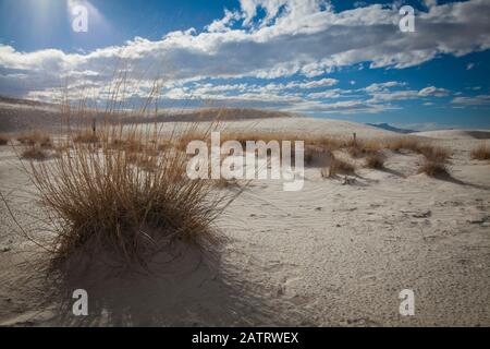 Little Bluestem grass (Schizachyrium scoparium), White Sands National Monument; Alamogordo, New Mexico, United States of America Stock Photo