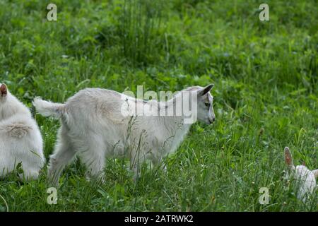 Goat kids  playing together. Cute goat grazing on grass. Little kid goats. White goats in a field Stock Photo