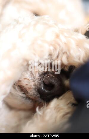 Miniature toy poodle, cute sleeping poodle, paw covering face, side angle of poodle, covered eyes, cute nose, black snout, cute dog at four years old. Stock Photo