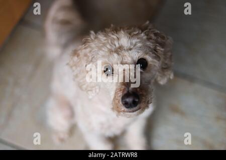 Miniature toy poodle, cute poodle looking at camera in frontal close up, apricot poodle, brown eyes with a black snout, toy poodle Stock Photo