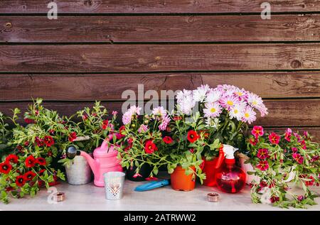 Variation of colorful pink blooming flowers on table, ready to be potted. Gardening and hoticulture concept. Stock Photo