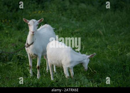 Goat with a goat kid. Family  goats is grazed on a green meadow. Concept of goat milk. Herd of goats walking  in  countryside Stock Photo